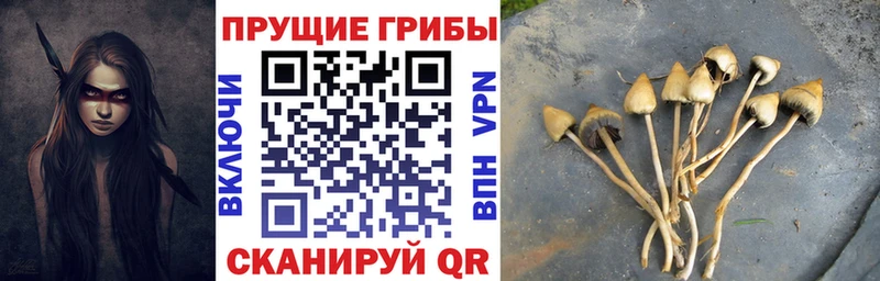 ОМГ ОМГ ТОР  Елабуга  Псилоцибиновые грибы Cubensis 